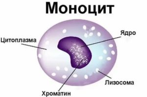 Моноциты 18%