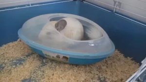 Купание после чистки