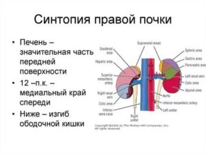 Положение правой почки спереди