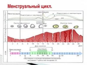 Менструация на 20 день цикла