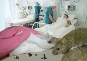 Мышиная лихорадка