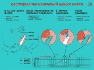 Мягкая шейка матки через неделю после месячных