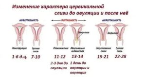 Является ли нормой сомкнутость цервикального канала во время месячных?