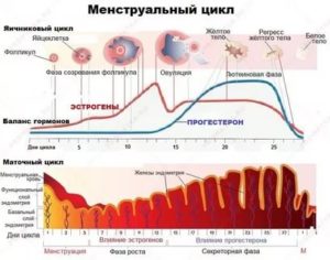 Как восстановить месячные не принимая гормоны