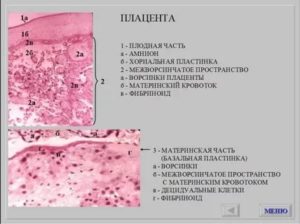 Гистология плаценты