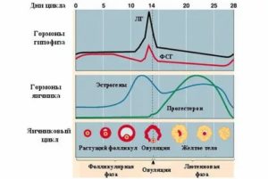 Как восстановить месячные не принимая гормоны