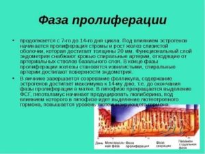 Эхопризнаки торможения пролиферации эндометрия