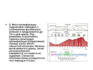 Эхопризнаки торможения пролиферации эндометрия