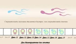 Вероятность беременности за 4 дня до месячных