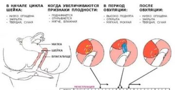Частые месячные после родов