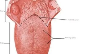 Дискомфорт на корне языка