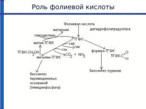 Влияет ли прием фолиевой кислоты на цикл