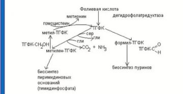 Влияет ли прием фолиевой кислоты на цикл
