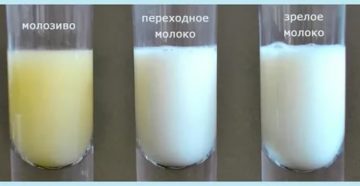 Молозиво при беременности