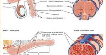 Быстро спадает возбуждение полового члена