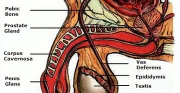 Два отверстия в головке полового органа, нормально ли это? Два отверстия в головке полового органа, нормально ли это?