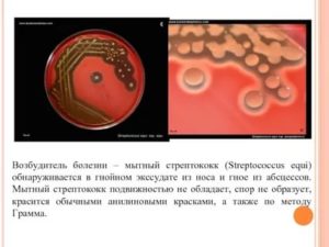 Streptococcus equi (мытный стрептококк) в зеве