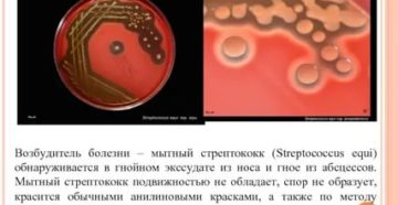 Streptococcus equi (мытный стрептококк) в зеве