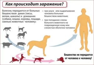 Можно ли заразиться бешенством от собачьей царапины