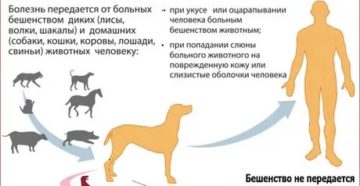Можно ли заразиться бешенством от собачьей царапины