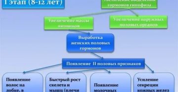 Половое созревание девочек