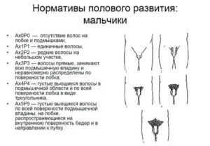 Половой член не растет