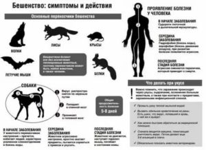 Бешенство от мыши