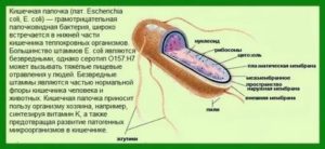 Кишечная палочка Escherichia coli 10^7 в посеве спермы