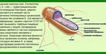 Кишечная палочка Escherichia coli 10^7 в посеве спермы