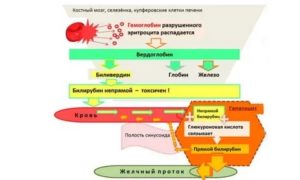 Повышено железо и билирубин