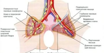 Лимфоузлы на лобковой части у женщин схема