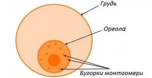 Воспаление на ореоле груди