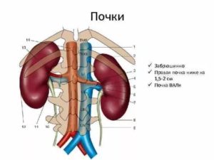 Положение правой почки спереди