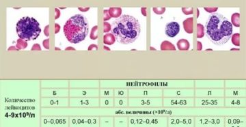 Лейкоциты в крови