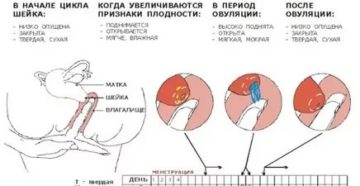 Боль при овуляции