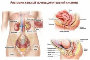 Лишилась девственности, боль при сексе, давит на мочевой пузырь