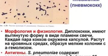 Стрептококк пневмония в зеве