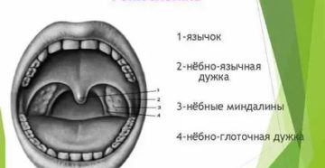 Глоточная дужка