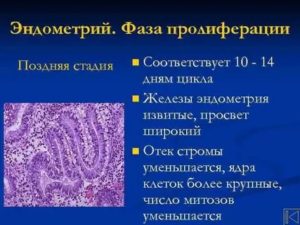 Эхопризнаки торможения пролиферации эндометрия