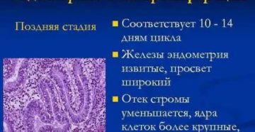 Эхопризнаки торможения пролиферации эндометрия