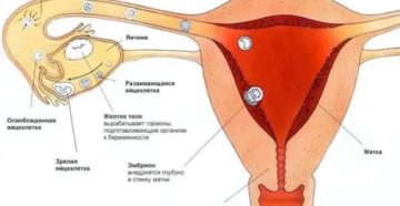 Могу ли я забеременеть