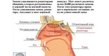 Не чувствуются никакие запахи. Как восстановить обоняние Не чувствуются никакие запахи. Как восстановить обоняние