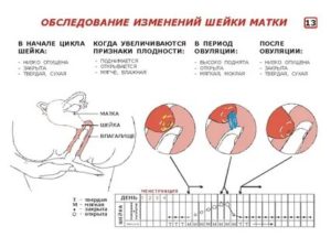 Мягкая шейка матки через неделю после месячных