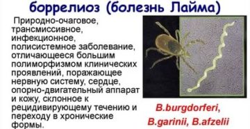 Боррелиоз без лечения