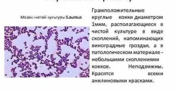 В мазке кокки