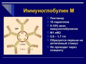 Повышен иммуноглобулин M