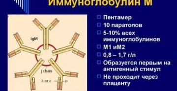 Повышен иммуноглобулин M