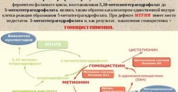 Нарушение фолатного цикла. Гомоцистеин