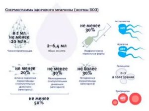 Спермограмма и замершая беременность