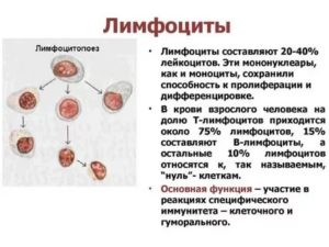 Лимфоциты в крови 54